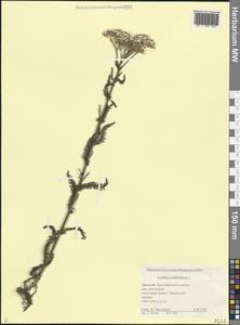 Тысячелистник обыкновенный L., Кавказ, Дагестан (K2) (Россия)