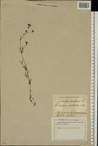 Asperula tinctoria L., Восточная Европа, Латвия (E2b) (Латвия)