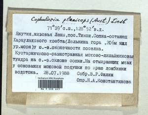 Fuscocephaloziopsis pleniceps (Austin) Váňa & L. Söderstr., Гербарий мохообразных, Мхи - Якутия (B19) (Россия)