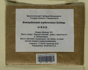 Brachythecium erythrorrhizon Schimp., Гербарий мохообразных, Мхи - Архангельская и Вологодская области, Коми, Ненецкий АО (B7) (Россия)