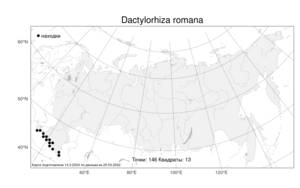 Dactylorhiza romana, Пальчатокоренник римский (Sebast.) Soó, Атлас флоры России (FLORUS) (Россия)