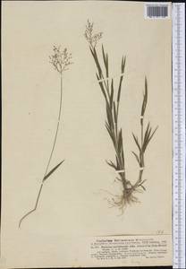 Panicum acuminatum Sw., Америка (AMER) (США)