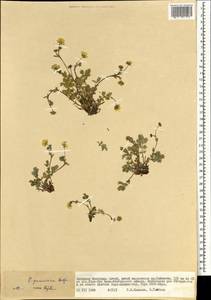 Potentilla pamirica Th. Wolf, Монголия (MONG) (Монголия)