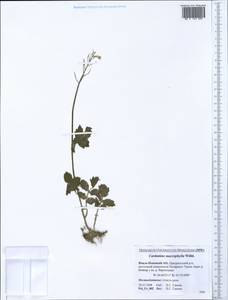 Сердечник крупнолистный Willd., Сибирь, Западная Сибирь (S1) (Россия)