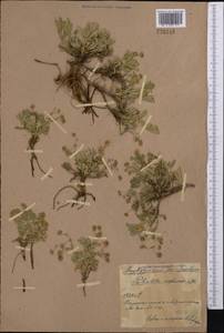 Potentilla cinerea subsp. incana (G.Gaertn., B.Mey. & Scherb.) Asch., Средняя Азия и Казахстан, Северный и Центральный Казахстан (M10) (Казахстан)