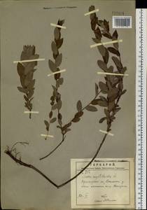 Ива черничная L., Сибирь, Дальний Восток (S6) (Россия)