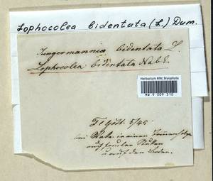 Lophocolea bidentata (L.) Dumort., Гербарий мохообразных, Мхи (без точных пунктов) (B0)