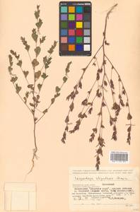 Куммеровия прилистниковая (Maxim.) Makino, Сибирь, Дальний Восток (S6) (Россия)