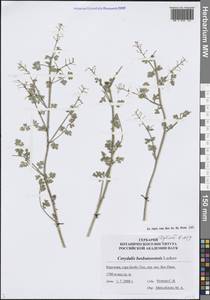 Corydalis bosbutooensis Lazkov, Средняя Азия и Казахстан, Западный Тянь-Шань и Каратау (M3) (Киргизия)