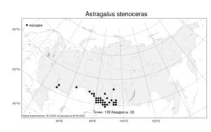 Astragalus stenoceras, Астрагал узкорогий C.A.Mey., Атлас флоры России (FLORUS) (Россия)