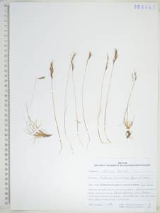 KHA6441, Овсяница ушковатая Drobow, Сибирь, Дальний Восток (S6) (Россия)