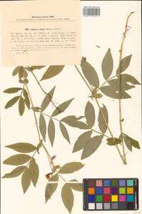 Чина Комарова Ohwi, Сибирь, Дальний Восток (S6) (Россия)