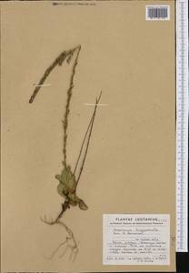 Anarrhinum longipedicellatum R. Fernandes, Западная Европа (EUR) (Португалия)