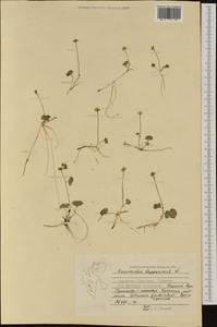 Coptidium lapponicum (L.) Á. Löve & D. Löve, Западная Европа (EUR) (Шпицберген и Ян-Майен)
