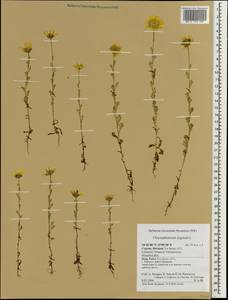 Златоцвет посевной, Хризантема посевная (L.) Fourr., Зарубежная Азия (ASIA) (Кипр)