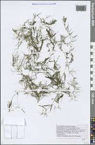Ceratophyllum muricatum subsp. muricatum, Восточная Европа, Центральный лесостепной район (E6) (Россия)