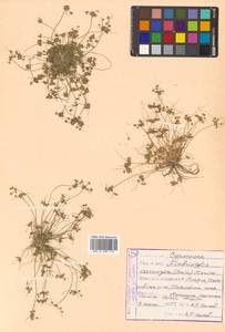 Fimbristylis dipsacea var. verrucifera (Maxim.) T.Koyama, Сибирь, Дальний Восток (S6) (Россия)
