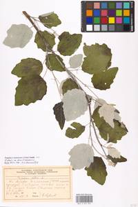 Populus × canescens (Aiton) Sm., Восточная Европа, Московская область и Москва (E4a) (Россия)