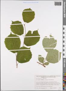 Орешник обыкновенный, Лещина обыкновенная L., Восточная Европа, Белоруссия (E3a) (Белоруссия)