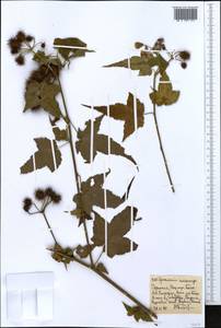 Sparrmannia ricinocarpa var. macrocarpa (Ulbr.) Weim., Африка (AFR) (Эфиопия)