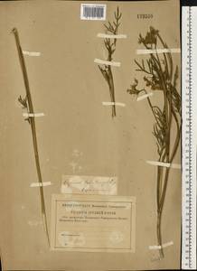 Кадения сомнительная (Schkuhr) Lavrova & V.N.Tikhom., Восточная Европа, Нижневолжский район (E9) (Россия)