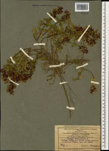 Дубровник обыкновенный L., Кавказ, Азербайджан (K6) (Азербайджан)