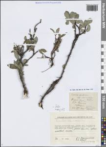 Salix arctica subsp. crassijulis (Trautv.) A.K.Skvortsov, Сибирь, Чукотка и Камчатка (S7) (Россия)