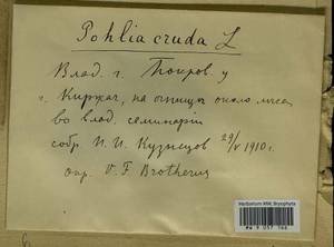 Pohlia cruda (Hedw.) Lindb., Гербарий мохообразных, Мхи - Центральное Нечерноземье (B6) (Россия)