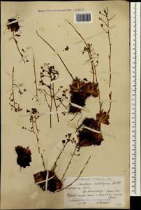 Камнеломка хрящеватая (Willd.) D. A. Webb, Кавказ, Армения (K5) (Армения)