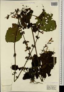 Salvia forsskaolei L., Кавказ, Турецкий Кавказ (K7) (Турция)