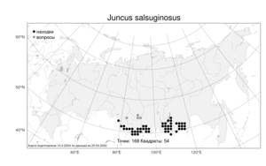 Juncus salsuginosus, Ситник солончаковый Turcz. ex E. Mey., Атлас флоры России (FLORUS) (Россия)