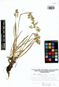 Мятлик альпийский L., Сибирь, Прибайкалье и Забайкалье (S4) (Россия)