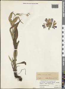 Ломелозия кавказская (M.Bieb.) Greuter & Burdet, Кавказ, Северная Осетия, Ингушетия и Чечня (K1c) (Россия)