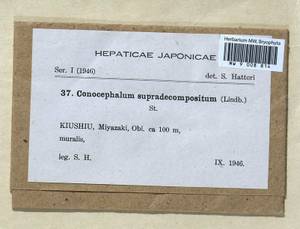 Sandea japonica Steph. ex Yoshin., Гербарий мохообразных, Мхи - Азия (вне границ бывшего СССР) (BAs) (Япония)