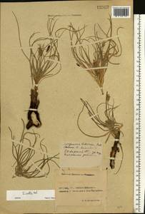 Candollea mollis (M. Bieb.) Yild., Восточная Европа, Ростовская область (E12a) (Россия)