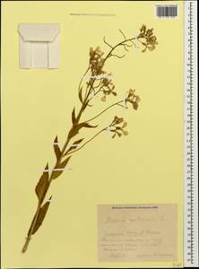 Вечерница обыкновенная L., Кавказ, Краснодарский край и Адыгея (K1a) (Россия)