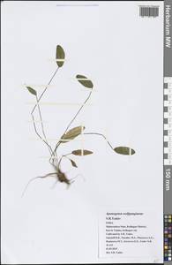Aponogeton wolfgangianus S.R.Yadav, Зарубежная Азия (ASIA) (Индия)