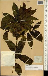 Harpullia arborea (Blanco) Radlk., Зарубежная Азия (ASIA) (Филиппины)