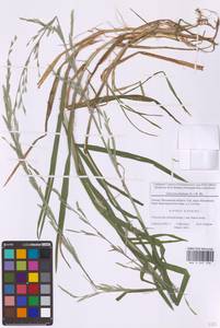 Манник плавающий (L.) R.Br., Восточная Европа, Московская область и Москва (E4a) (Россия)