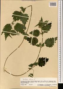 Urtica dioica subsp. sondenii (Simmons) Hyl., Монголия (MONG) (Монголия)
