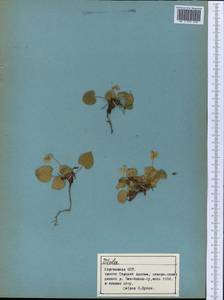 Фиалка, Средняя Азия и Казахстан, Северный и Центральный Тянь-Шань (M4) (Киргизия)