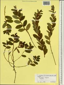 Crotalaria acicularis Benth., Зарубежная Азия (ASIA) (Вьетнам)
