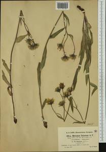 Hieracium falcatum Arv.-Touv., Западная Европа (EUR) (Франция)