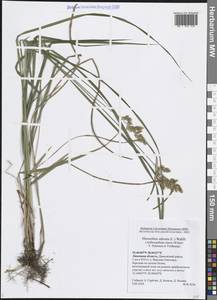 Anthoxanthum nitens (Weber) Y.Schouten & Veldkamp, Восточная Европа, Центральный лесостепной район (E6) (Россия)