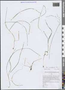 Мятлик урсульский Trin., Сибирь, Дальний Восток (S6) (Россия)