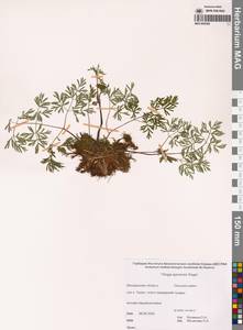 Тилингия аянская Regel & Tiling, Сибирь, Чукотка и Камчатка (S7) (Россия)