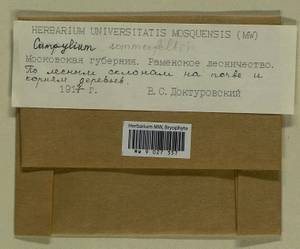 Campylophyllopsis sommerfeltii (Myrin) Ochyra, Гербарий мохообразных, Мхи - Москва и Московская область (B6a) (Россия)