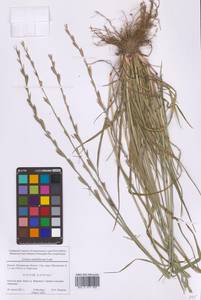 Плевел многоцветковый Lam., Восточная Европа, Московская область и Москва (E4a) (Россия)