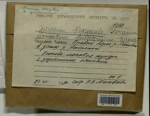 Flexitrichum flexicaule (Schwägr.) Ignatov & Fedosov, Гербарий мохообразных, Мхи - Красноярский край, Тыва и Хакасия (B17) (Россия)