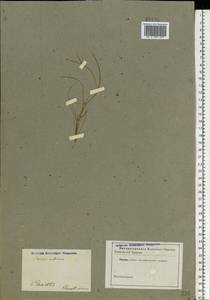 Juncus bulbosus subsp. bulbosus, Восточная Европа, Северо-Западный район (E2) (Россия)